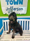 Jett - Bonded to Pearl