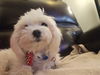 Snowball