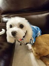 Snowball