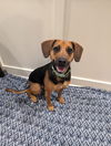 Roxie (hound) - Royally Cute!