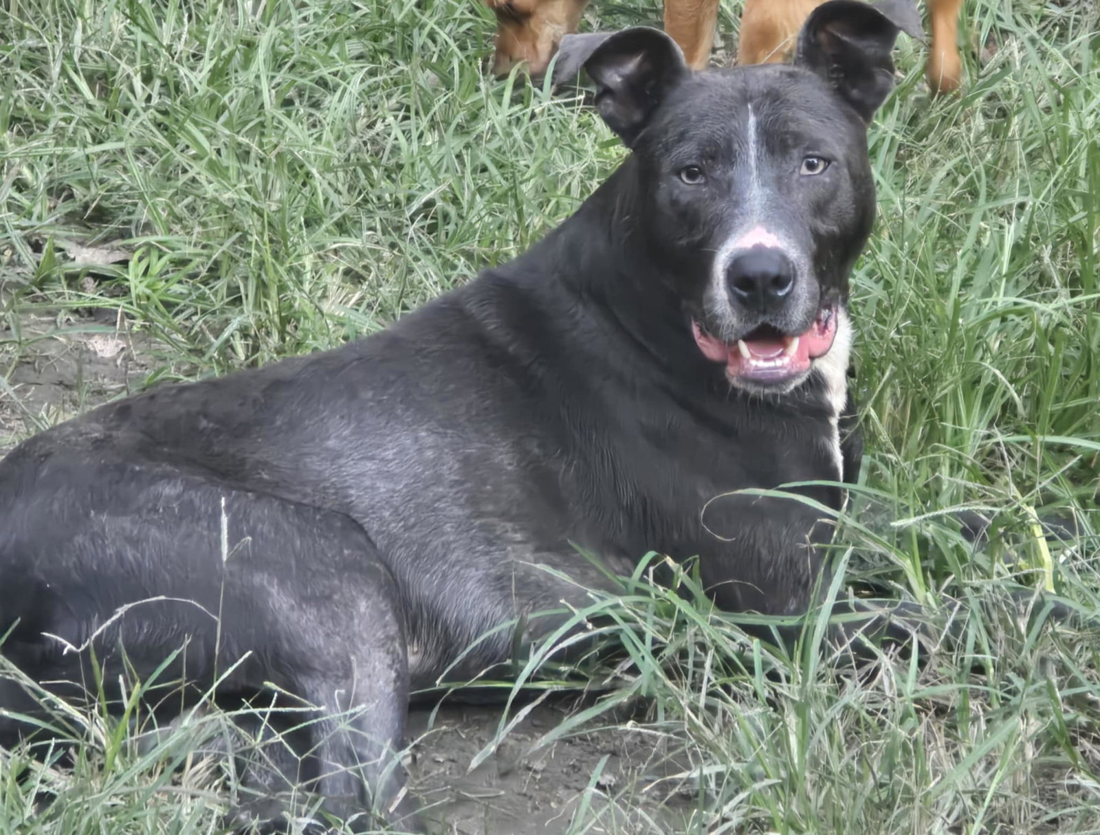 Blue - I want to play the day away!