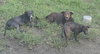 Blue - I want to play the day away! - Photo 3
