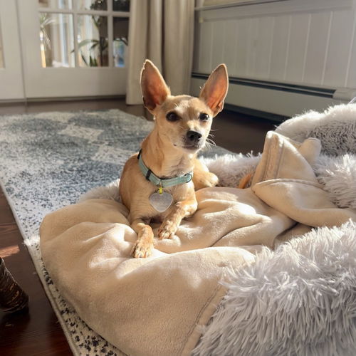 Atlas - Little Boy, Big Heart!
