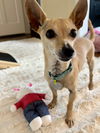 Atlas - Little Boy, Big Heart!
