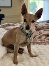 Atlas - Little Boy, Big Heart!