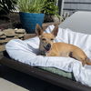 Atlas - Little Boy, Big Heart!