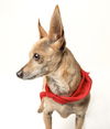 Atlas - Little Boy, Big Heart!
