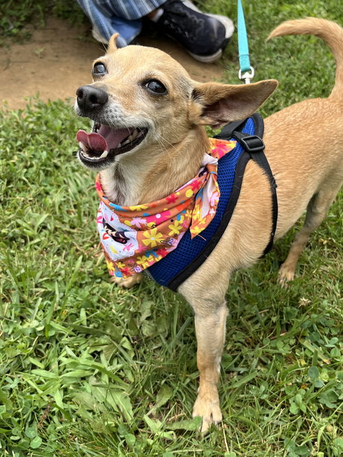 Atlas - Little Boy, Big Heart!