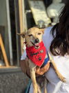 Atlas - Little Boy, Big Heart!