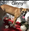 Ginny - Gorgeous Girl!