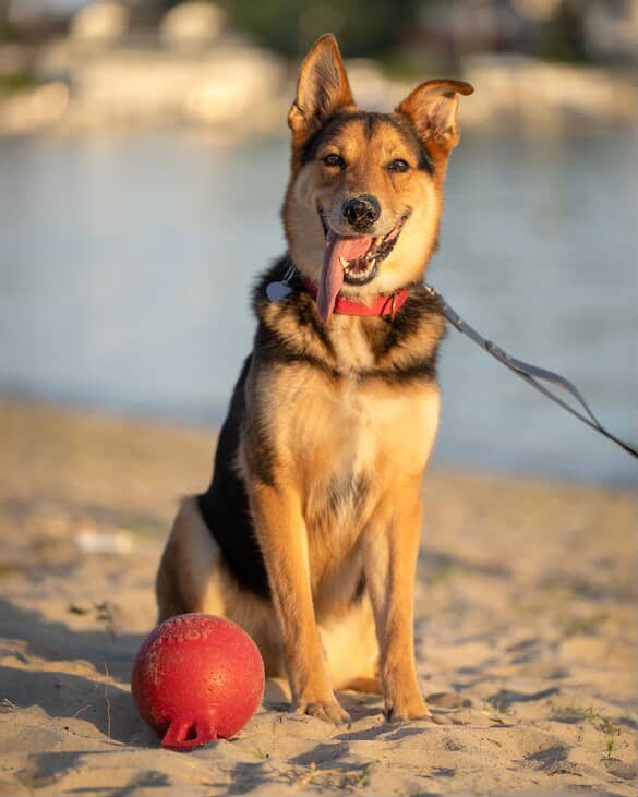 adoptable Dog in Red Bank, NJ named Max - Maximum Cuteness!
