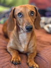 Fritz