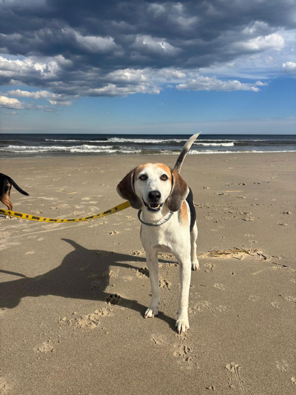 adoptable Dog in Red Bank, NJ named Agnes - Amazing Beauty!