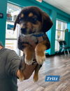 Fritz (beagle pup) - Fun Pup!