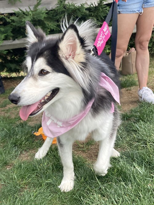 Panda - Pretty Pooch!