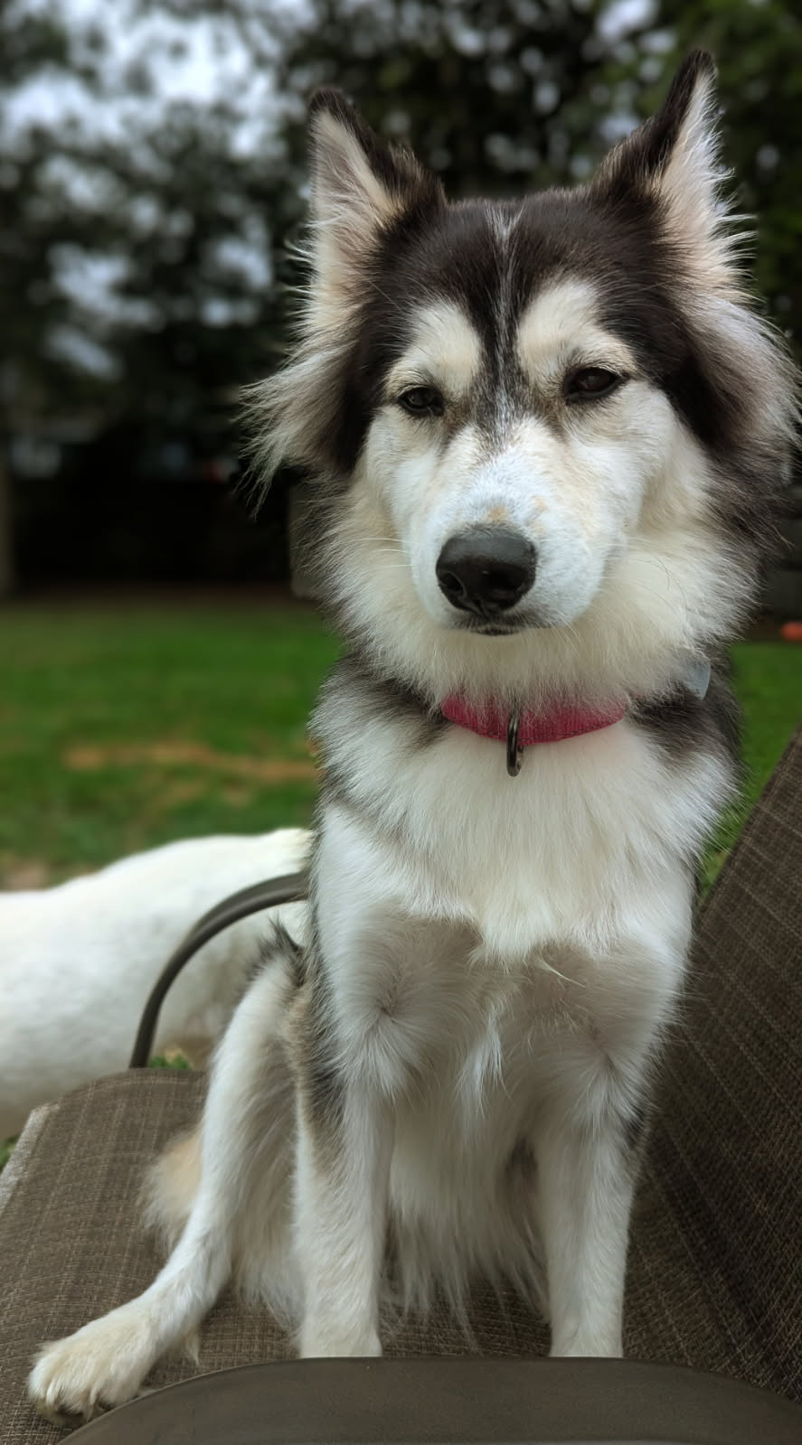 adoptable Dog in Red Bank, NJ named Panda - Personality Plus!