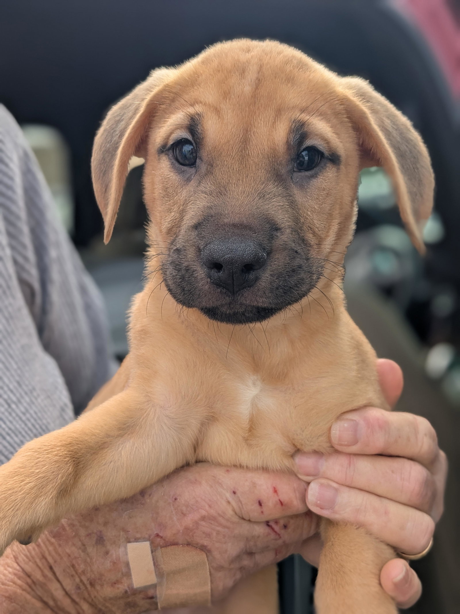Black Mouth Cur Dog Catahoula Mix Black Mouth Cur Dogs For Sale