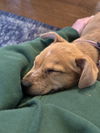 Lola (puppy) - Adoption Pending!