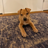 Lola (puppy) - Adoption Pending!