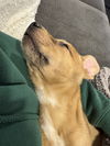 Lola (puppy) - Adoption Pending!