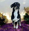 Gypsy (houndx) - Great Girl!