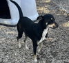 Gypsy (houndx) - Great Girl!