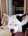 Daisha - Moooove over I'm cute!