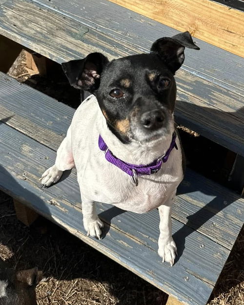 Bandit (Jack Russell mix) - Best Boy!