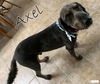 Axel - Near Perfect Pooch!!