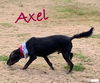 Axel - Near Perfect Pooch!!