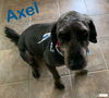 Axel - Near Perfect Pooch!!