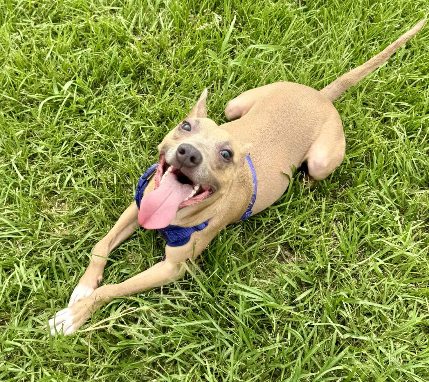adoptable Dog in Oakhurst, NJ named Ace - A1 Cutie!