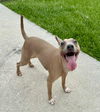 Ace - A1 Cutie!