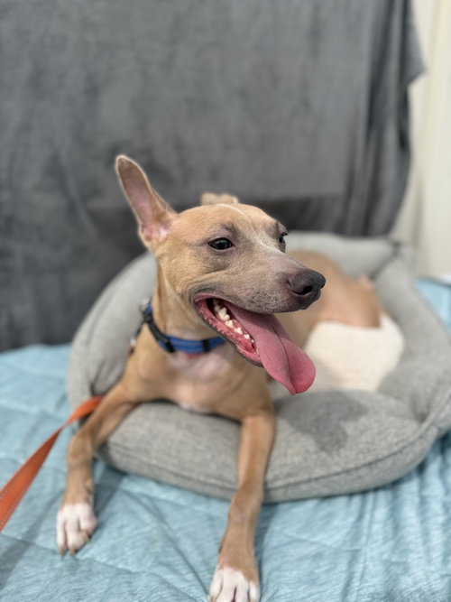 ACE - A1 CUTIE! - American Pit Bull Terrier available for adoption