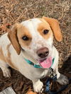 Tucker - Adoption Pending!