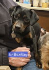 Sir Barkley - Super Cute!