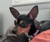 Petunia