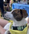 Jack - Just Precious!