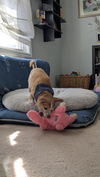 Koko