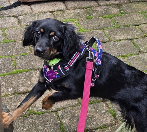 Daisy - Special Home Needed!