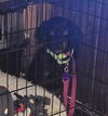Daisy - Special Home Needed!