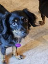 Daisy - Special Home Needed!