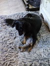 Daisy - Special Home Needed!