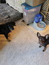 Daisy - Special Home Needed!