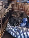 Daisy - Special Home Needed!