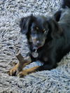 Daisy - Special Home Needed!