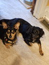 Daisy - Special Home Needed!