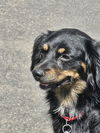 Daisy - Special Home Needed!