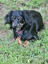 Daisy - Special Home Needed!