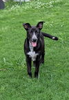 Live Wire - Loving Pup!